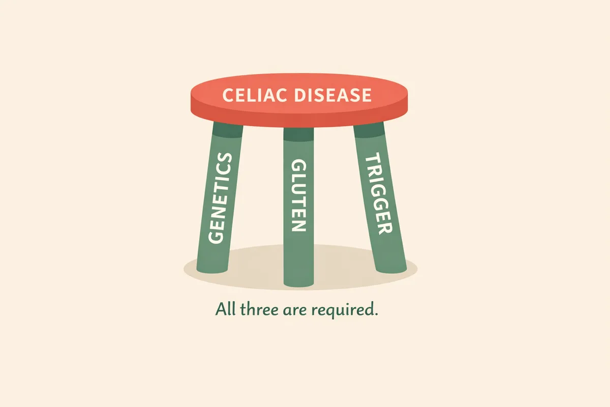 Three-legged stool showing genetics, gluten and a trigger are all required for celiac disease