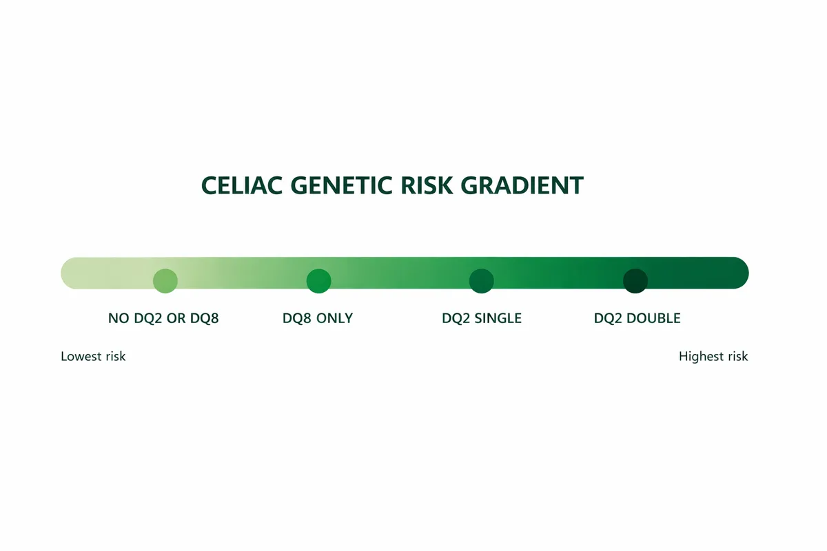 Celiac genetic risk gradient from no DQ2 or DQ8 through to DQ2 double carriers