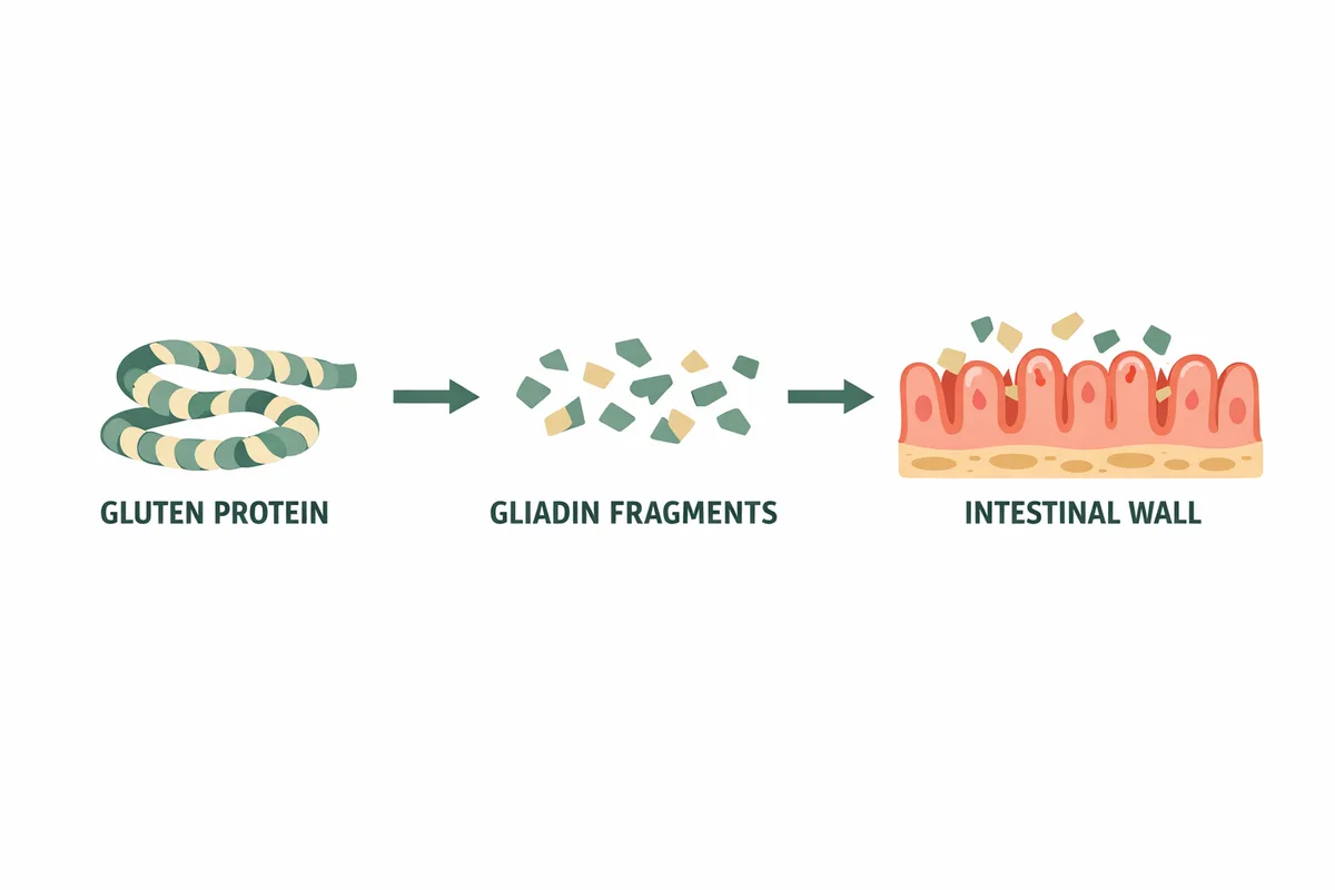Diagram showing how gluten affects the gut as protein breaks into gliadin fragments