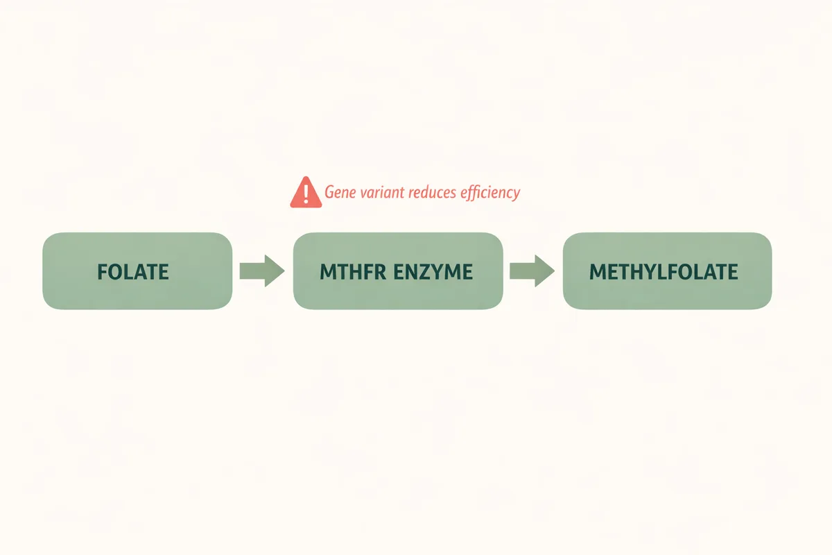 MTHFR enzyme converting folate to methylfolate, with gene variant reducing efficiency