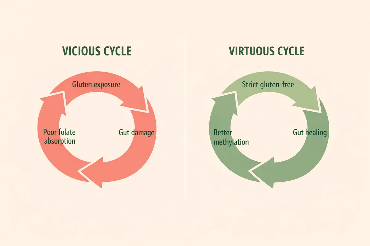 Vicious and virtuous cycles showing why staying gluten-free matters with MTHFR